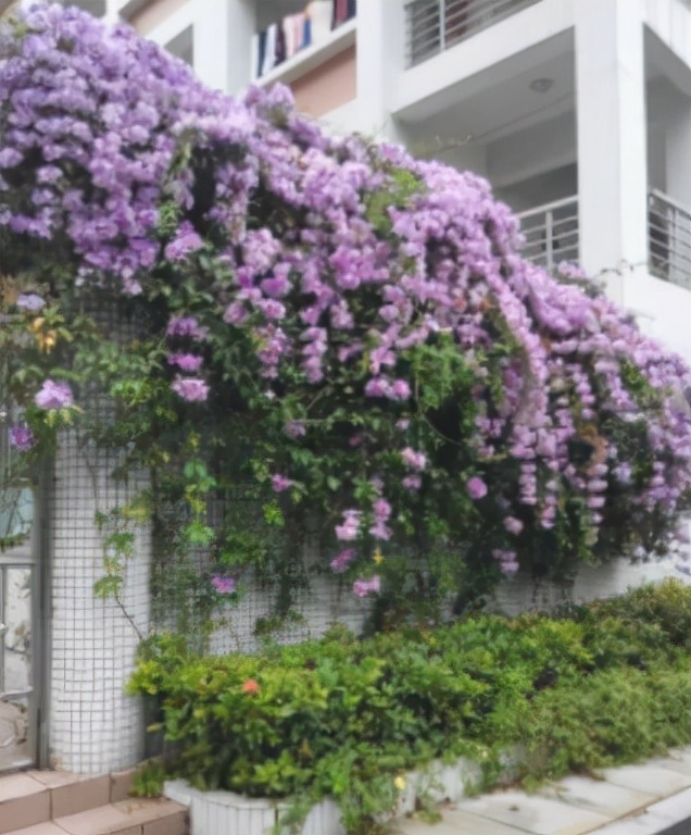 这三种植物可以完全代替葱、姜、蒜,并且做出的菜品味道也不差