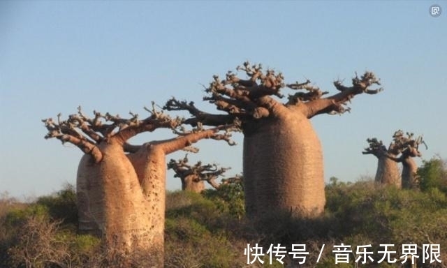 面包|世界上最牛的5棵树,1棵常在电影里出现,一棵在中国,你见过吗