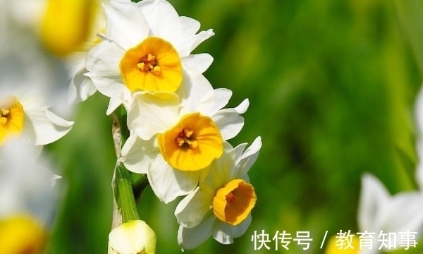 中国十大名花,代表着中国的精神文化内蕴,你都了解吗