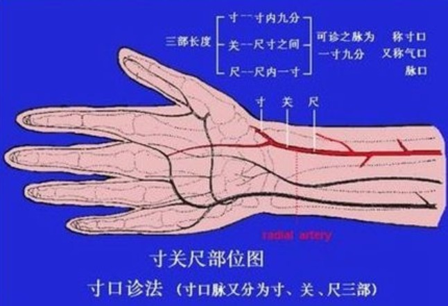 脉象的变化|把脉看怀孕是看“滑脉”，青壮年也可能有这种脉象，到底准不准？