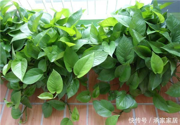 烂根|冬至后养花,记住4个口诀,花卉不黄叶、不烂根,新叶蹭蹭长