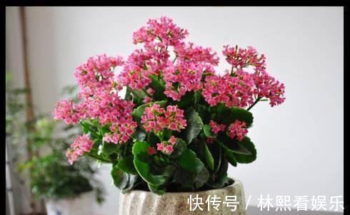 缺光照|长寿花缺了“它”变成“傻大个”就是不开花,就是欠收拾!