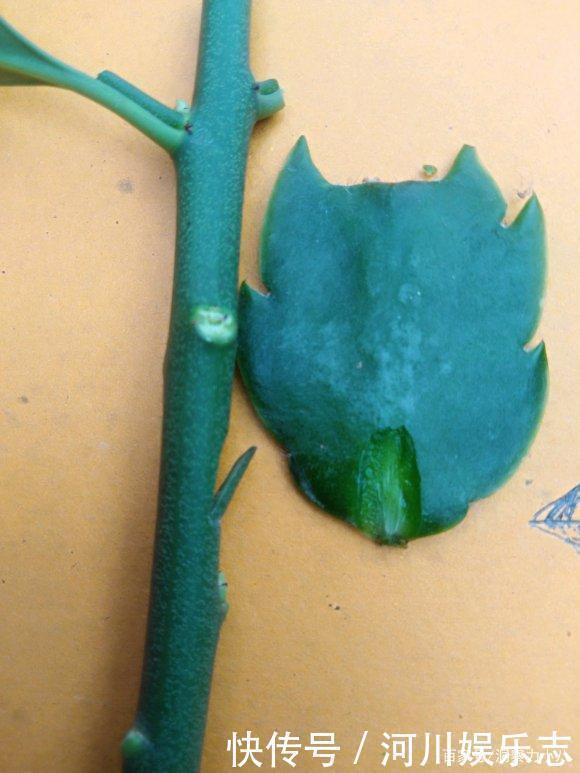 养花|路上遇这“三种花”马上挖回家,遇水易疯长,古代大户人家最爱养