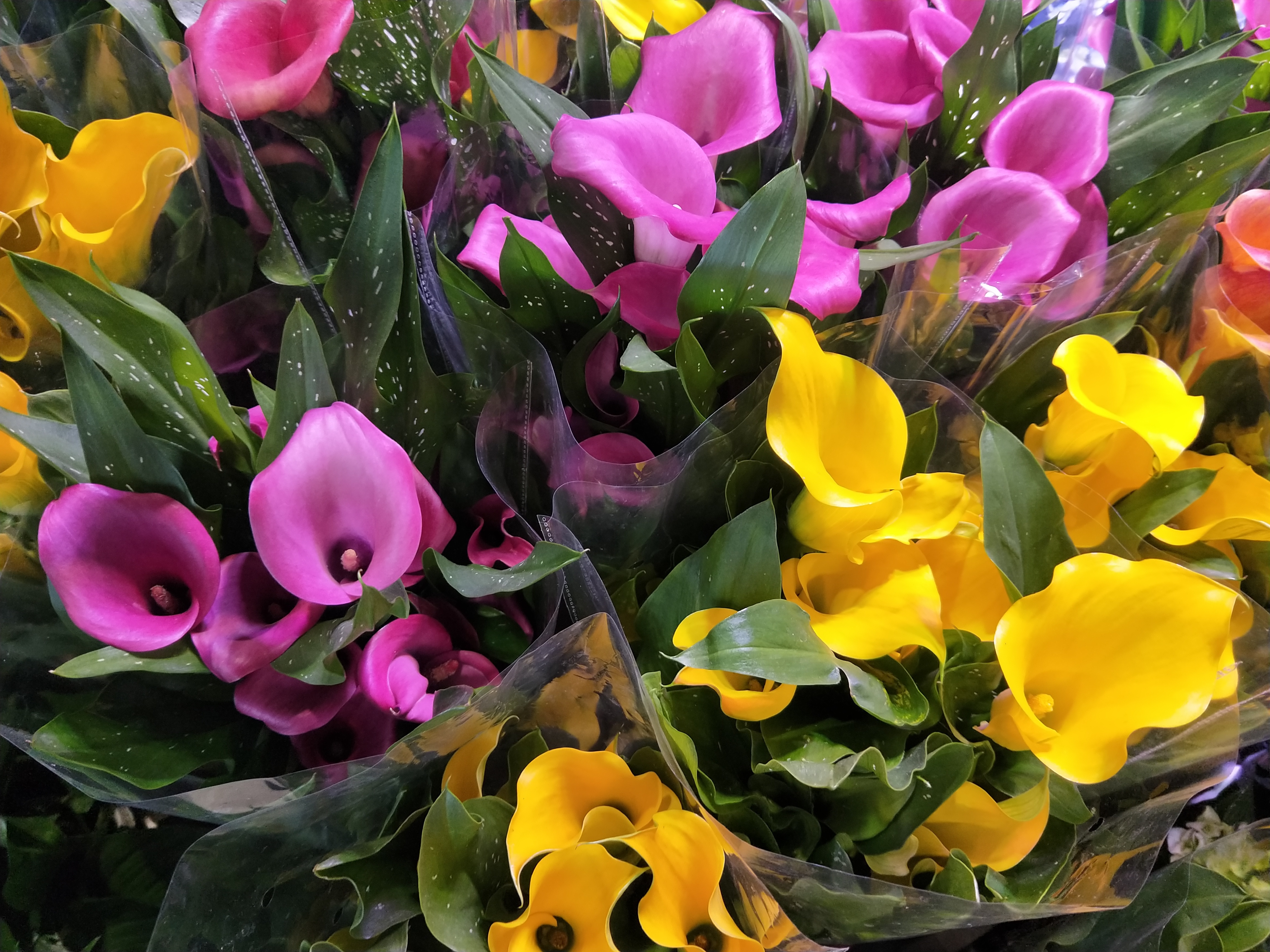 紫罗兰|天热了,有些花不是浇水越多越好,反而一浇水就死