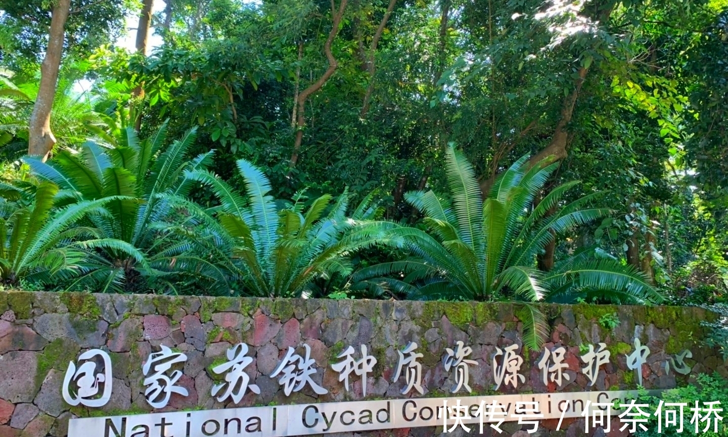 “铁树开花水倒流”，歙县徽园一株铁树开出罕见“牡丹状”粉色花