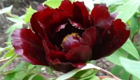 喜欢养菊,不如养盆“黑色牡丹”初乌,花色黑如炭,高贵且厚重!