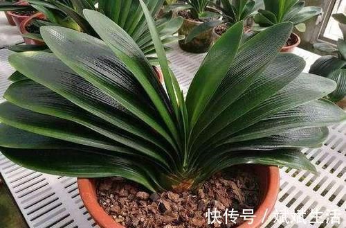 君子兰也分公母 养10年也不开花 根源在这里 快资讯 君子兰也分公母 养10年也不开花 根源在这里 快资讯