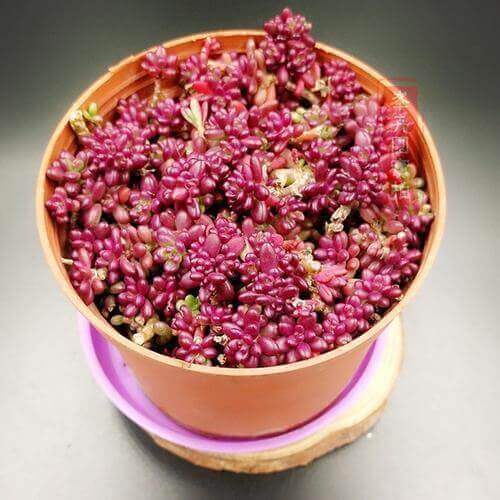 紫米粒|这款多肉通体紫红色,造型别样养护简单,紫米粒多肉都喜欢