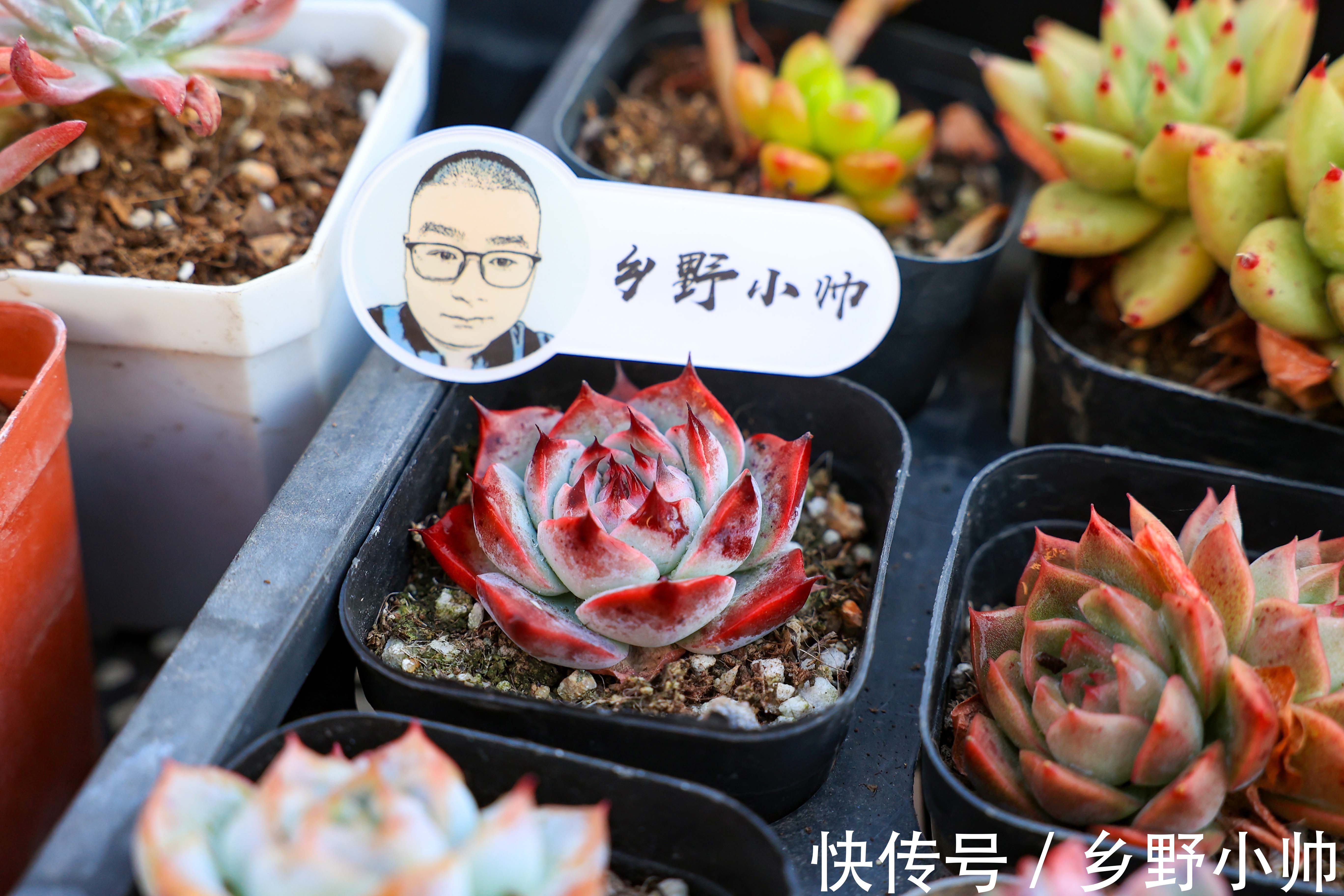 冬天多肉不好服盆?学会这些种植技巧,冬天多肉也可以很美