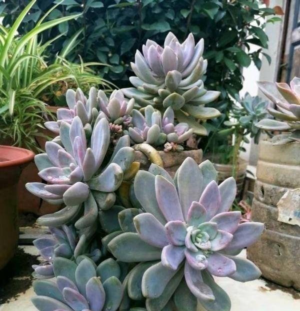 公认老桩最漂亮的多肉,紫乐未上榜,这3种普货名列前三!