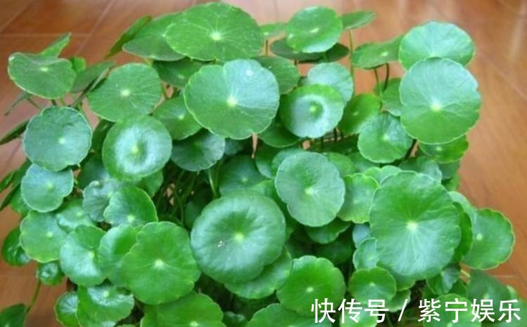 养花就养4种花,好养易爆盆,关键净化空气最厉害!