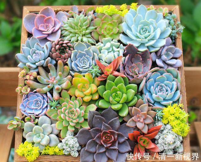 提醒肉友换盆土,你弄清楚什么时候动手合适,如何操作了吗