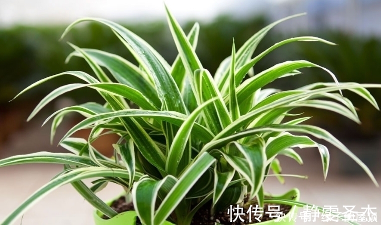 房间总是飘散灰尘,试试养这几种植物,轻松去除灰尘