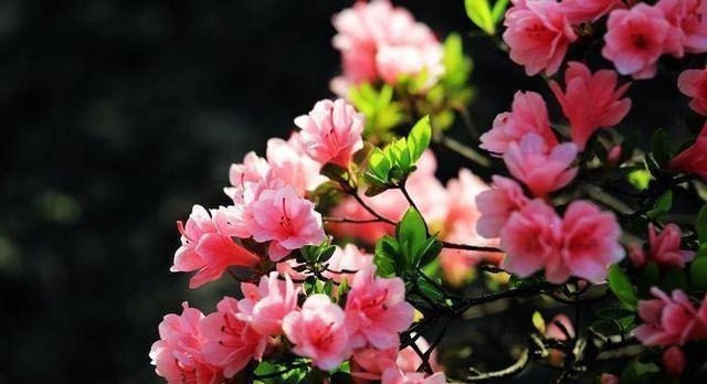 这几种花寿命长,一盆能活几十年,养在家里能当传家宝