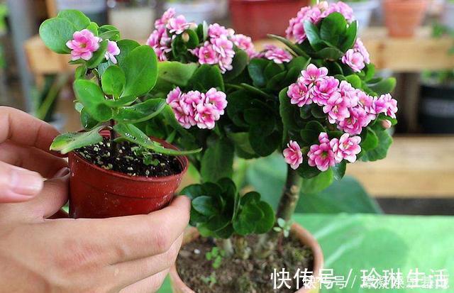 肥厚|养这10种花，再喜欢也别多浇水，少浇水，不管它，反而花更多