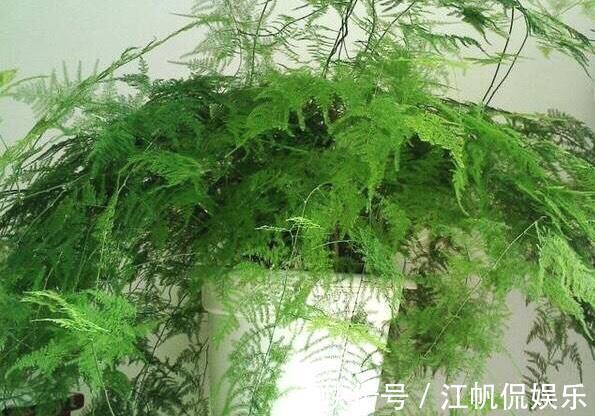 枝条|养文竹，有3个“小方法”，分枝多，叶茂盛，郁郁葱葱长爆盆