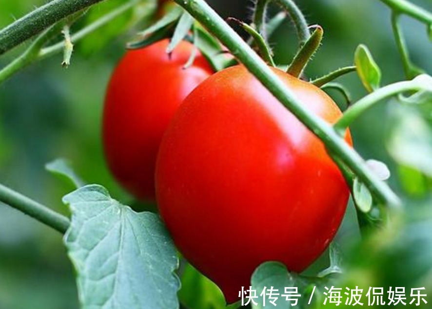 高产|圣女果清热解毒、延缓衰老,农民种植只需四点,收获高产圣女果