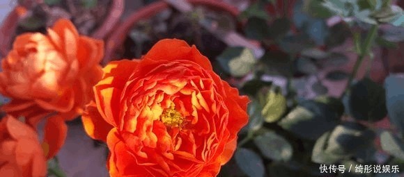 啤酒|别再用过期的啤酒浇月季了,浇1盆死1盆