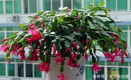 层叠|冬天养蟹爪兰,掌握5个要点,越养越精神,开出层叠群花!