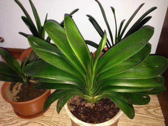 君子兰养的好不好,别总是给花换土,现在就教你,结果太喜人