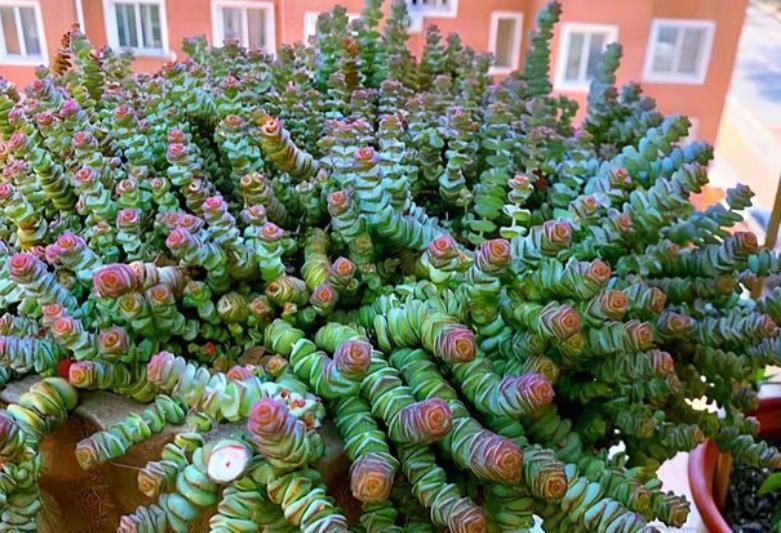 橙梦露|贵州大妈家不足一平方的窗台，摆了几十盆多肉，颜色美爆盆快