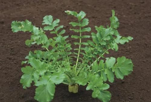 排便|秋季到了，女性吃的食物，加速排便，清脂减肥，预防便秘