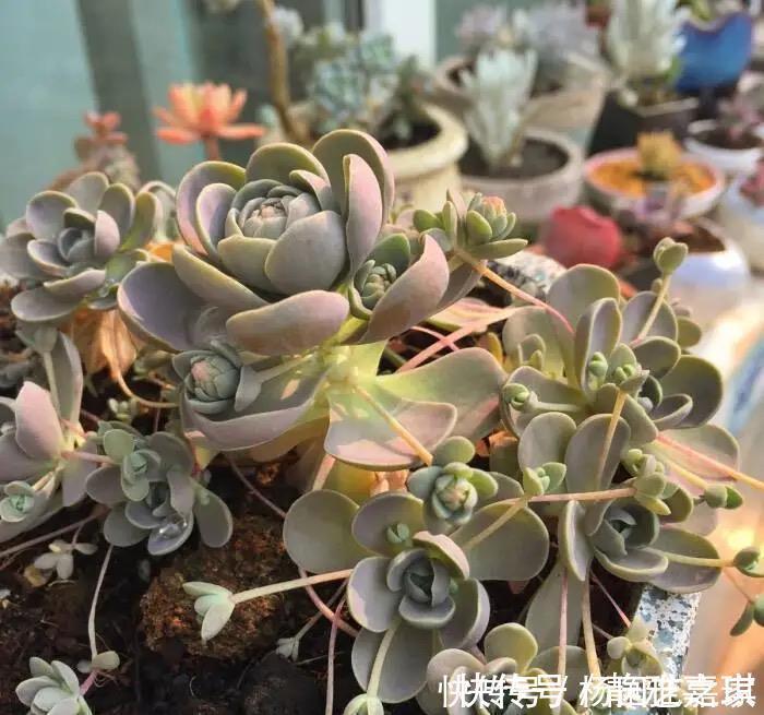 “难养”多肉名单公布，有些很漂亮，谁养谁后悔
