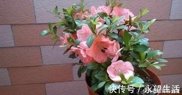 3种花很贵,买不起就不用买,扦插一根枝条,就能开花大半年!