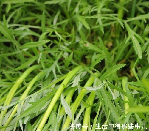 不识货的人，以为这种野草是茼蒿，其实名叫藜蒿，营养价值更高