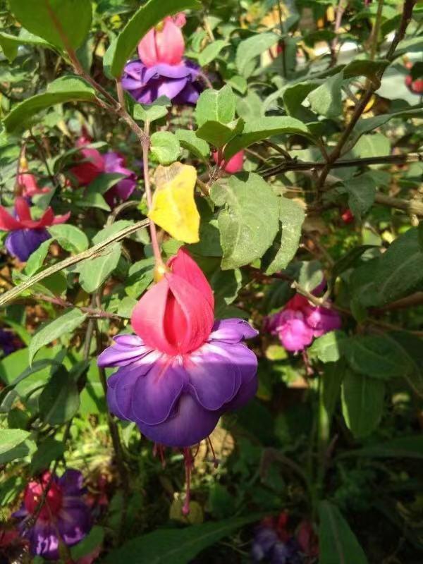 花期|新手爱花试试这两种，找根枝条就能扦插，从现在开花到来年春