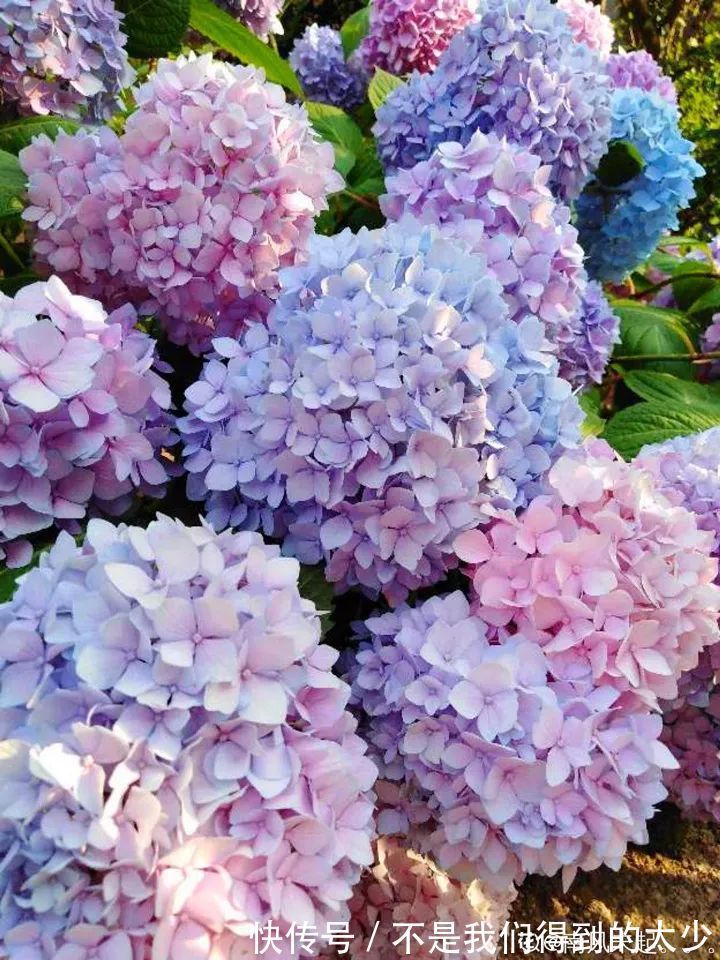 养花技巧最难养的花，买多少死多少，想想就生气！