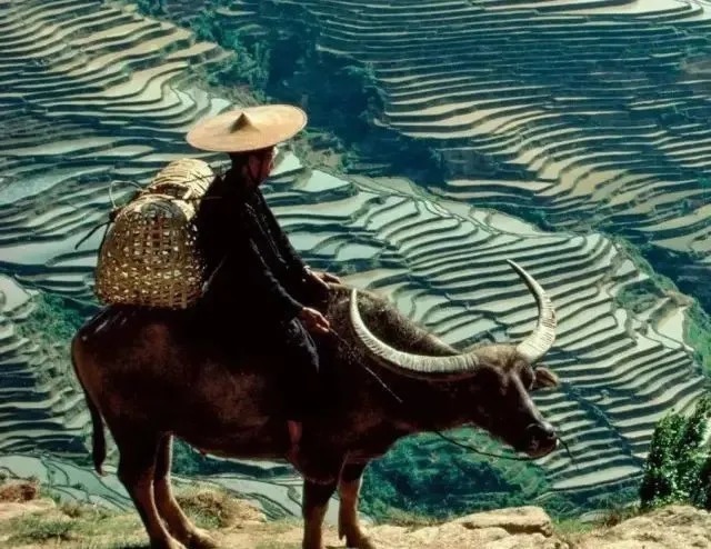 为啥|俗语“头鸡二狗、三猪四羊、五牛六马、七人八谷”,为啥这样说