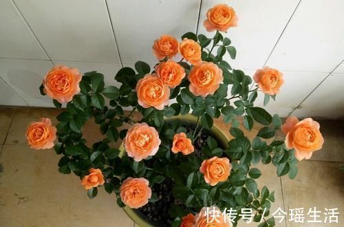 果汁|阳台再小,也要养一盆果汁阳台,上盆一个多月就有花赏