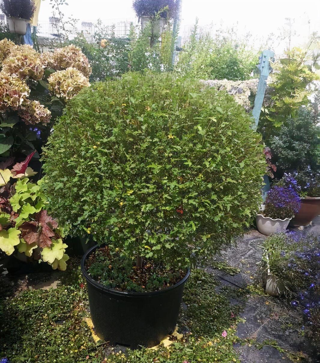 花量|可养成“棒棒糖”的三种花,花期长花朵多造型美,养眼大气不平庸