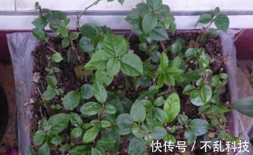 2种漂亮花，别再花钱买，去邻居家剪个枝，插土里易成活！