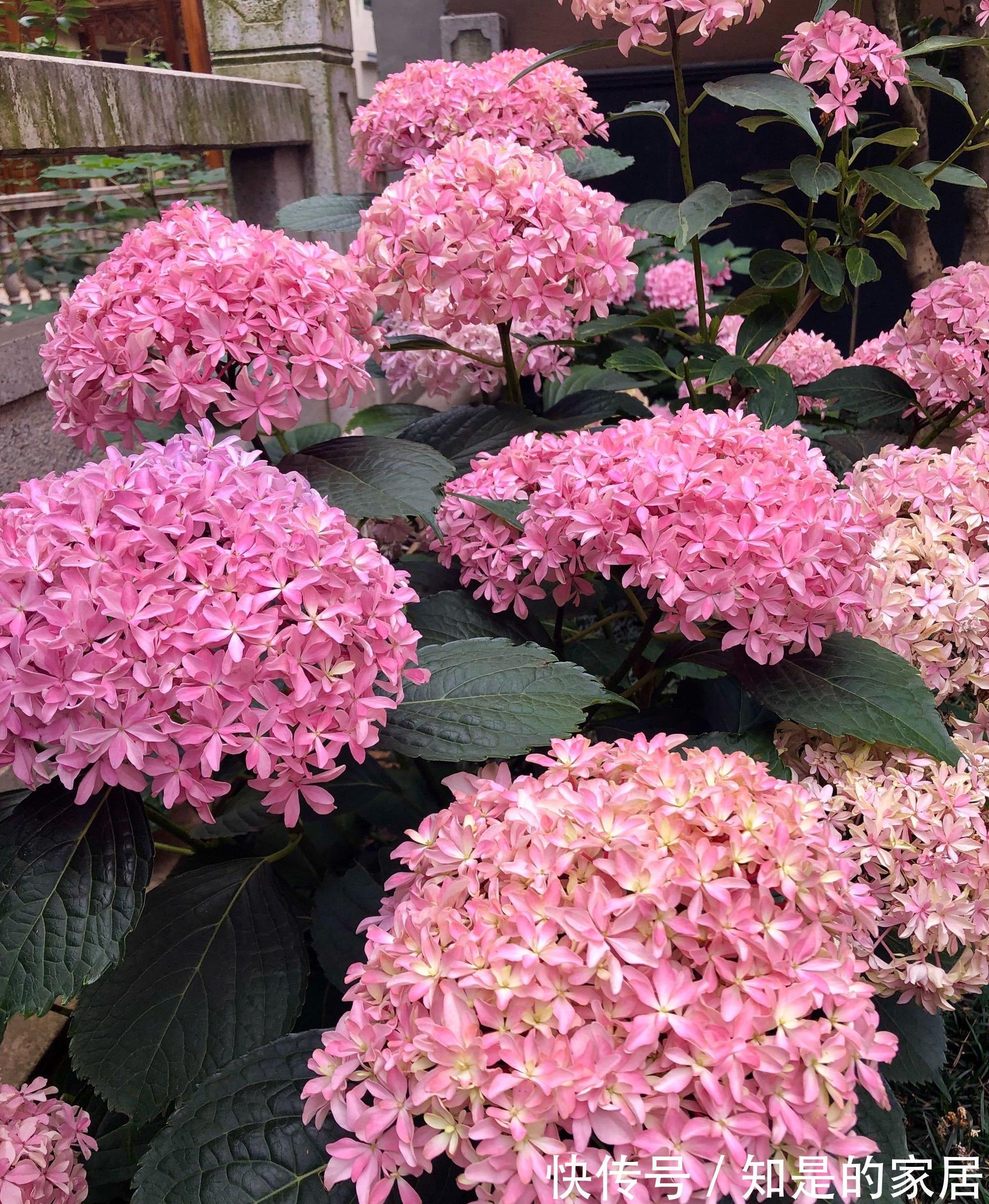 多元素|5种“漂亮花”,秋天乱修剪?小心来年,一年没花看