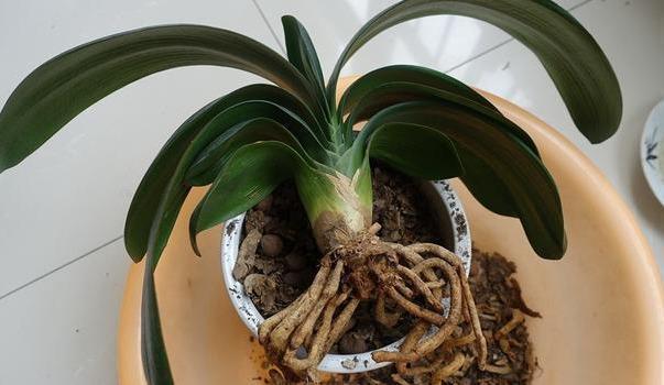 新根|一个小“东西”,掌握君子兰“浇水密码”,看准了,不再烂根黄叶