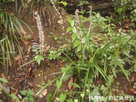 山上也能寻得“好兰花”,看准这5点,找到比花店还好的兰花!