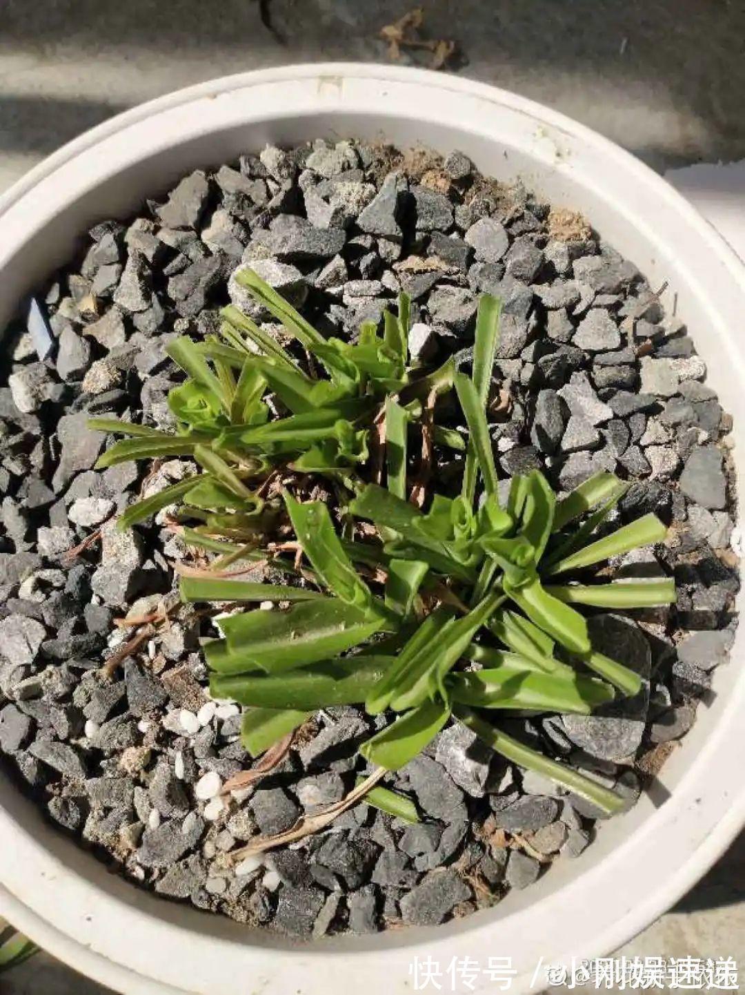 10种花特怕晒，越晒越黄叶，搬阴凉地儿才能活！
