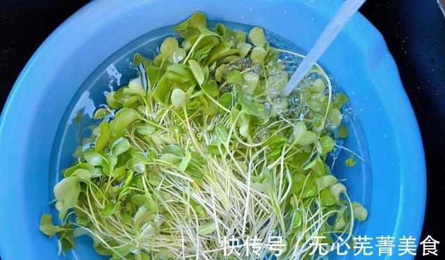 毛菜|秋天遇到这种蔬菜,再贵也要买,营养丰富,脆嫩爽口,去秋燥补钙!