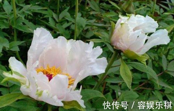 花苞|牡丹花一开就是“四季”学会用点“渣”，花苞比碗大，花开成海