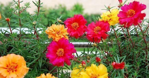 了不起的“太阳花”,耐旱耐晒的“小牡丹”,一年开花360天