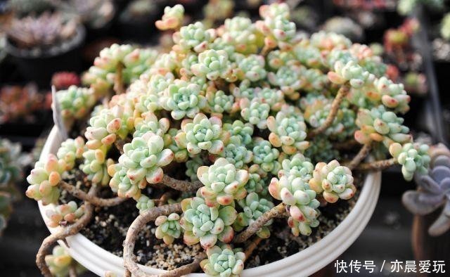  颜值|四种“零差评”多肉推荐，颜值不比桃蛋低，还容易成老桩