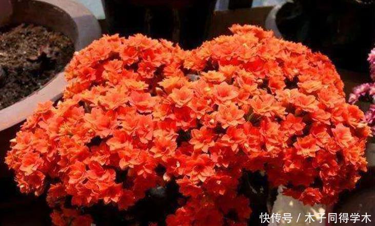 长寿花套“黑袋”促花?想法挺好但是要会操作,否则很难开花!