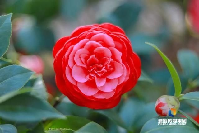 太养眼！茶花廊道、波斯菊花海、勒杜鹃廊道…海天公园上新啦