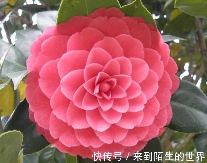 养花试试此4种花，花大色艳很漂亮，颜值超高的