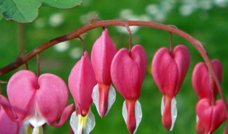 “4种花”很适合阳台养，花香四溢，开花旺，有种初恋的感觉！