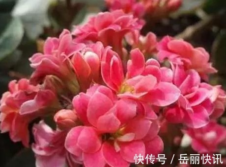 8天后，桃满花开，杜鹃报喜，3星座前缘未斩，注定幸福一生