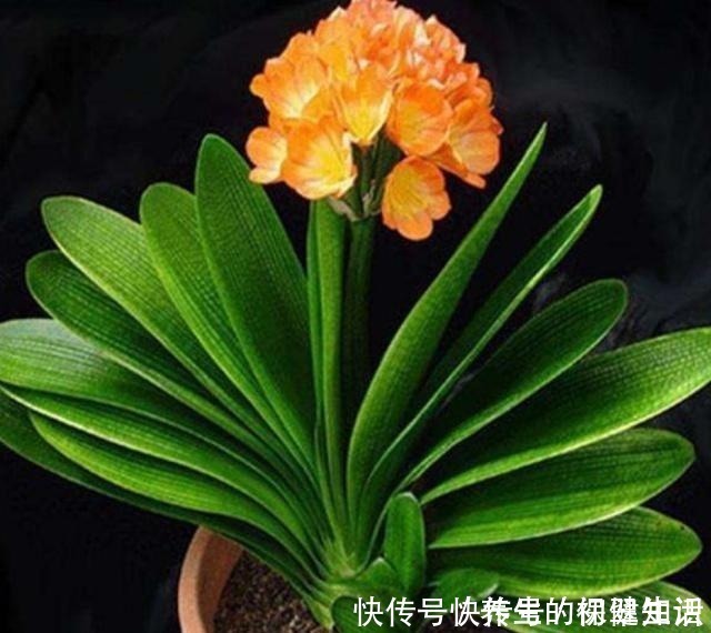 君子兰|君子兰不见长是你这三点没做好,改变方法,让养殖变得轻松!