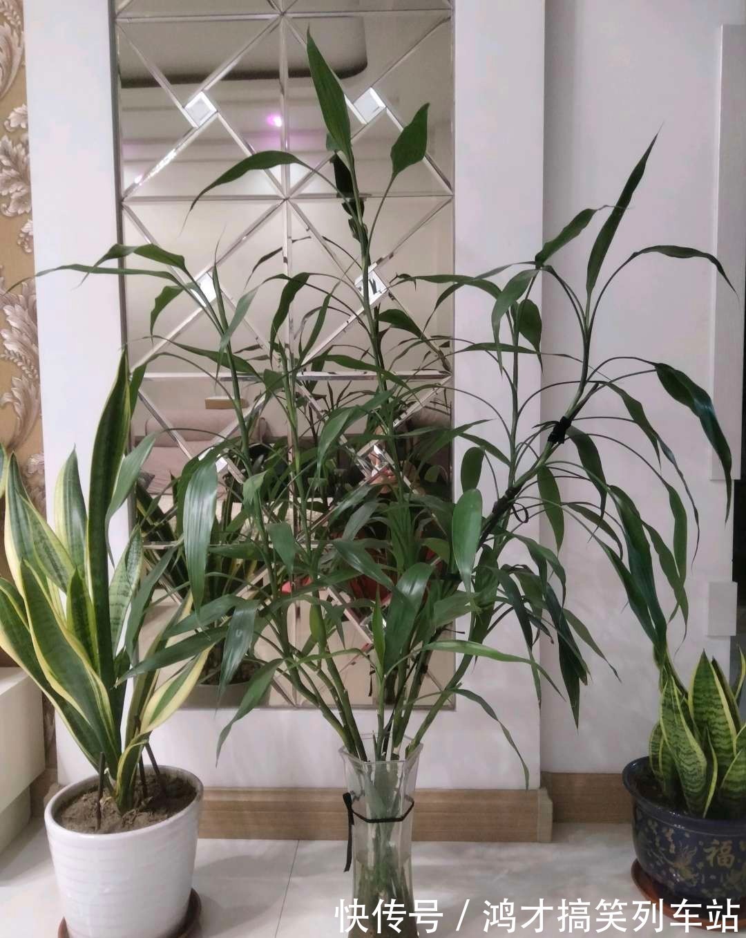 这6种花，是净化空气的小能手，为了健康，家里一定要放一盆